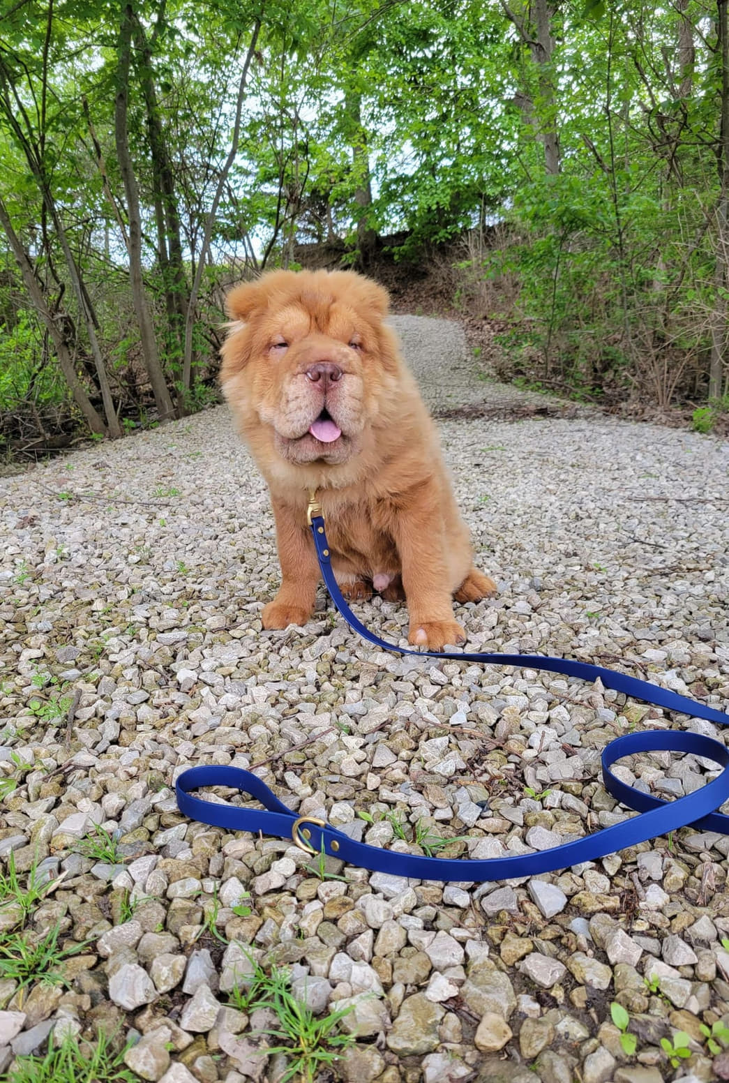 6' Biothane Leash - Solid Brass Hardware